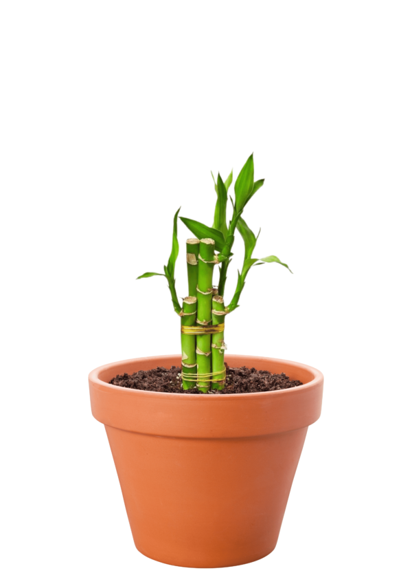 Lucky Bamboo Plant (Dracaena sanderiana)