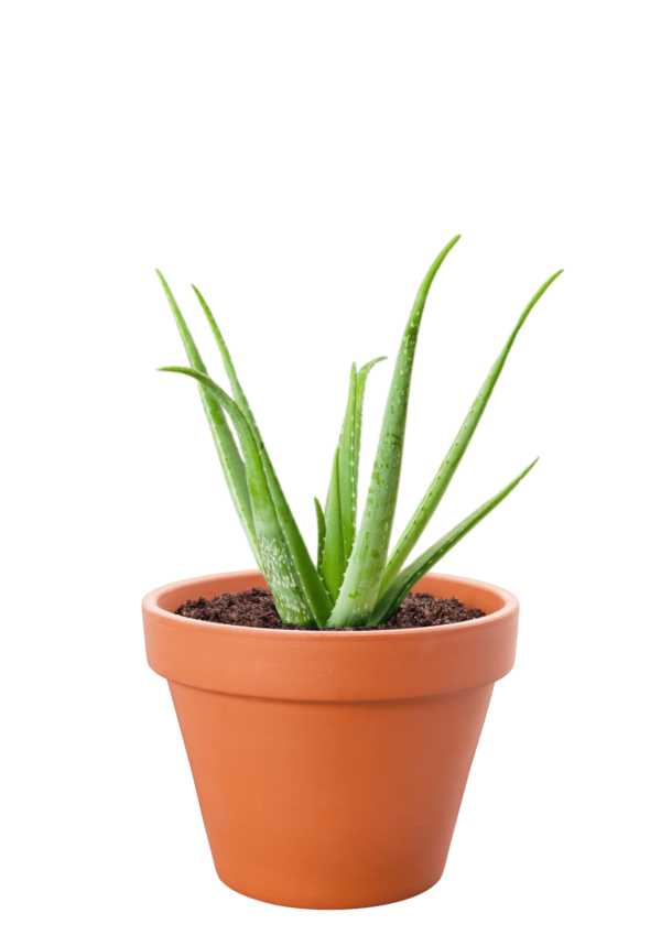 Aloe Vera Plant (Aloe barbadensis miller)