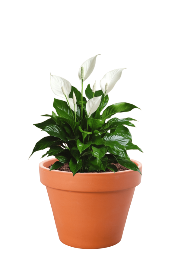 Peace Lily Bamboo Plant (Spathiphyllum)