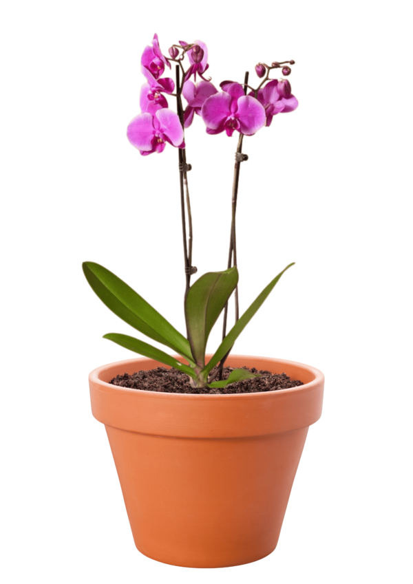 Phalaenopsis Orchid