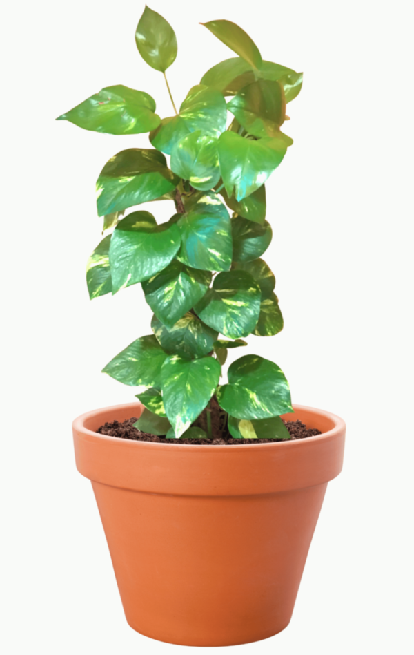 Money Plant (Pothos / Devil's Ivy)