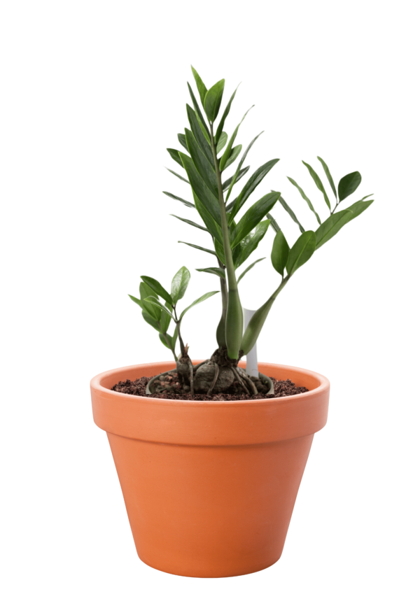 ZZ Plant (Zamioculcas zamiifolia)