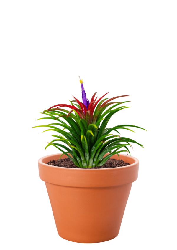 Air Plant (Tillandsia species)