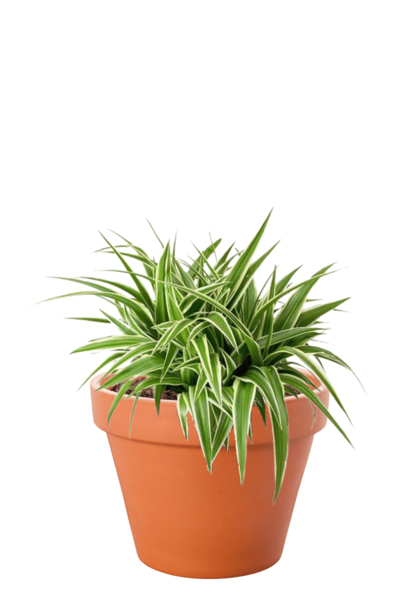 Spider Plant (Chlorophytum comosum)